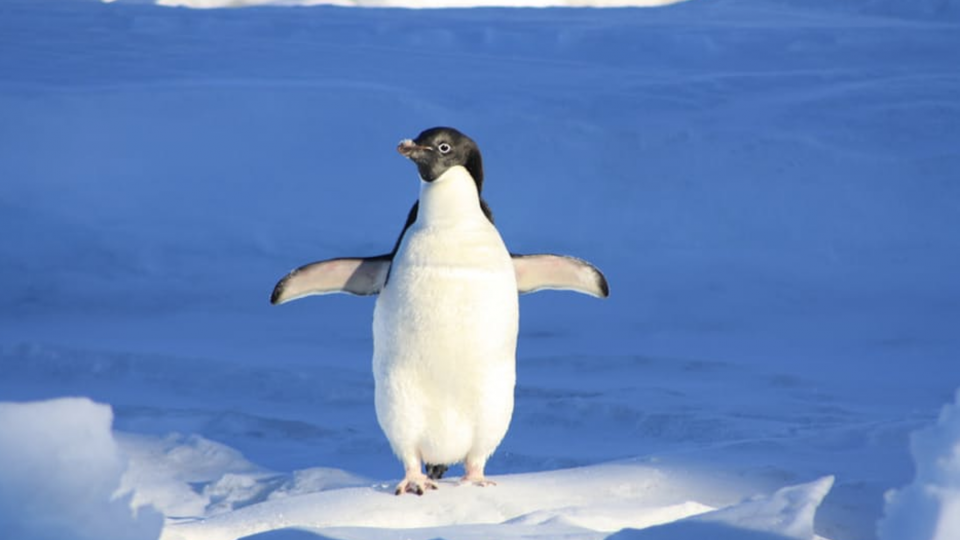 Another algorithm update: Penguin 4.0